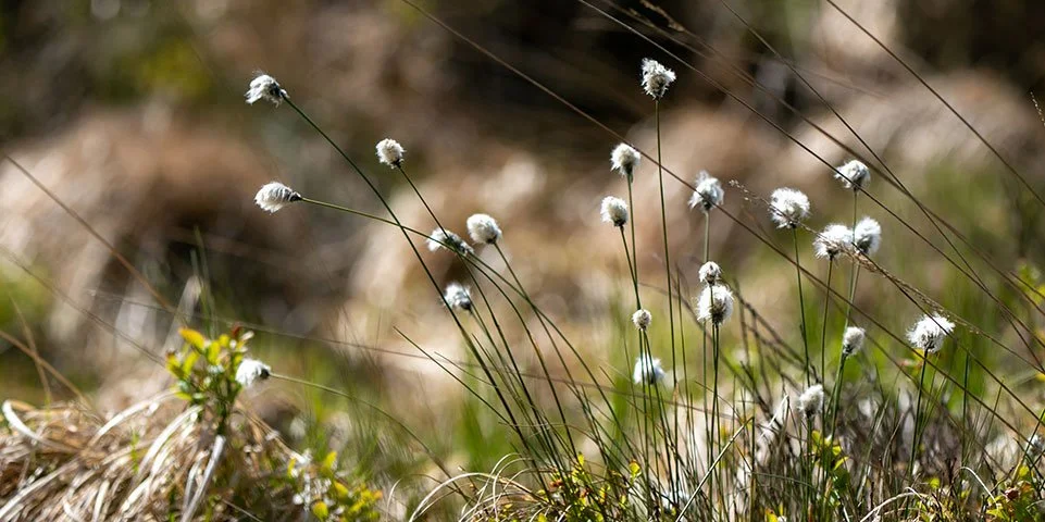 Een bloeiend gras in een natuurlijke omgeving.