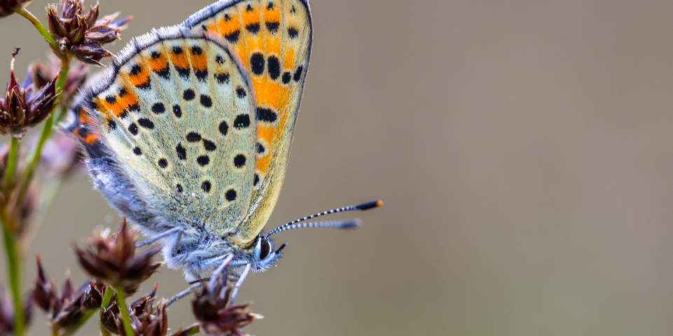 Een close-up van een vlinder die rust op een bloem.