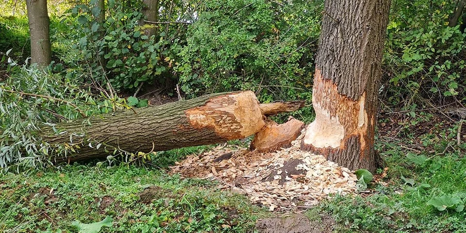 Een boom met bevervraat in een bosrijke omgeving.