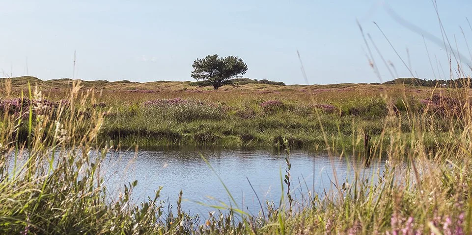 Uitgestrekt landschap met water op de voorgrond, gras en bloemen, verspreide struiken en een enkele boom op de horizon onder een lichte bewolkte hemel.