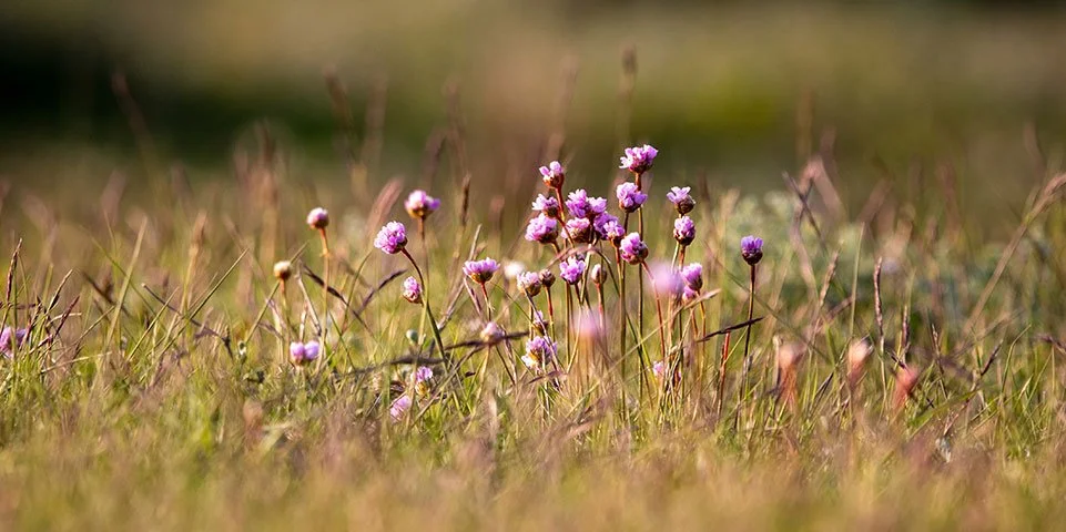 Paarse bloemen tussen gras in een veld