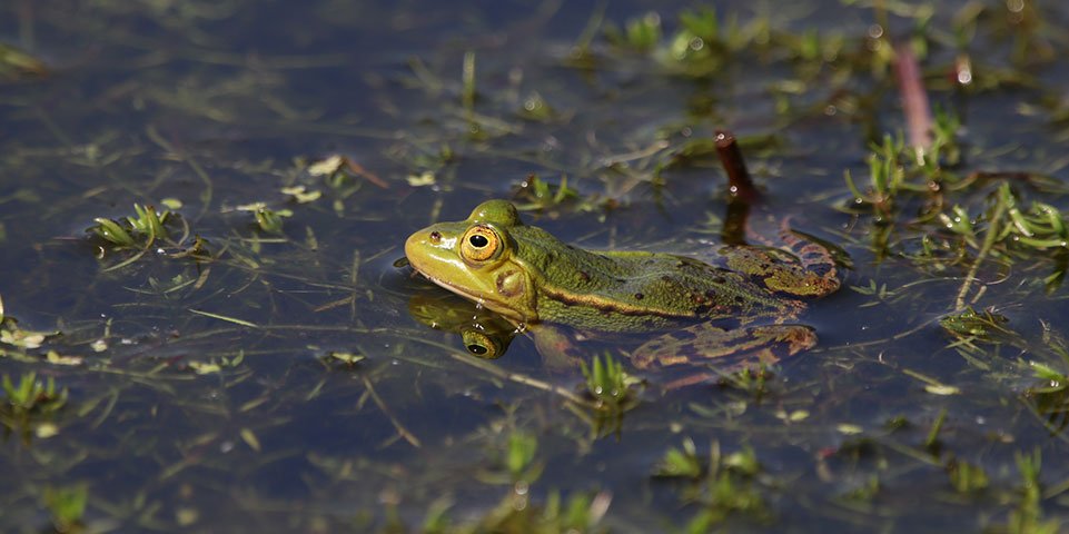 Kikker in water omringd door waterplanten.