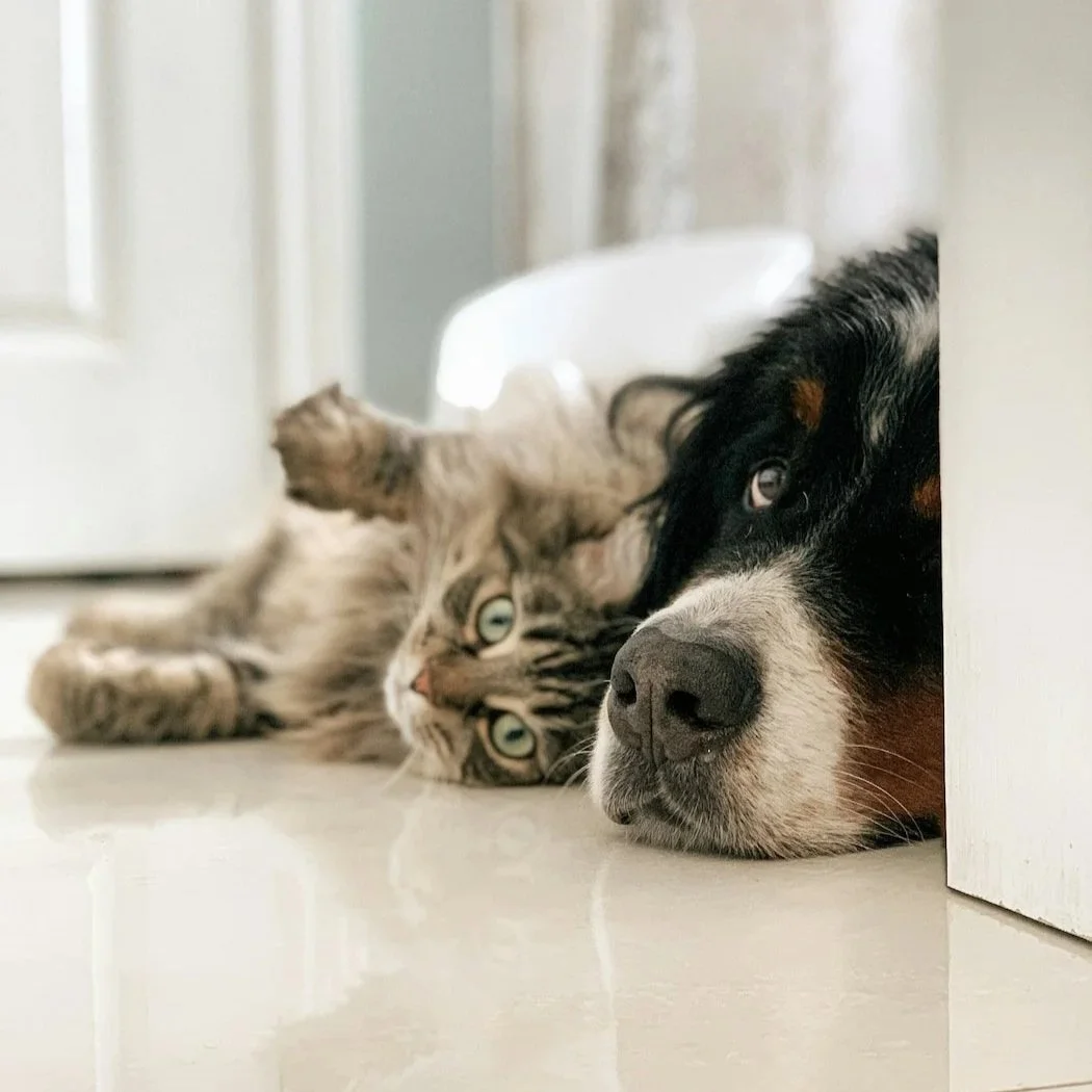 A cat and a dog lying on the floor, resting their heads near a door.