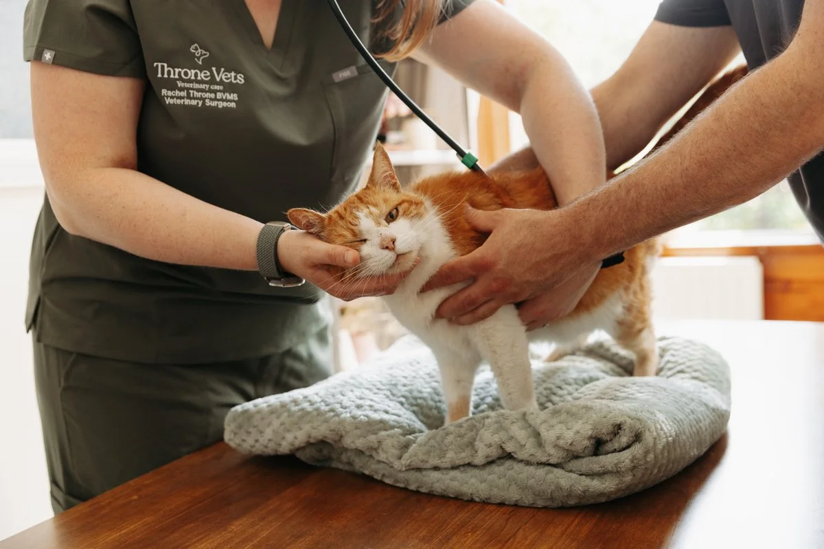 A veterinarian and an assistant from Throne Vets examining a cat on an dining table covered in a blanket in a client's house.