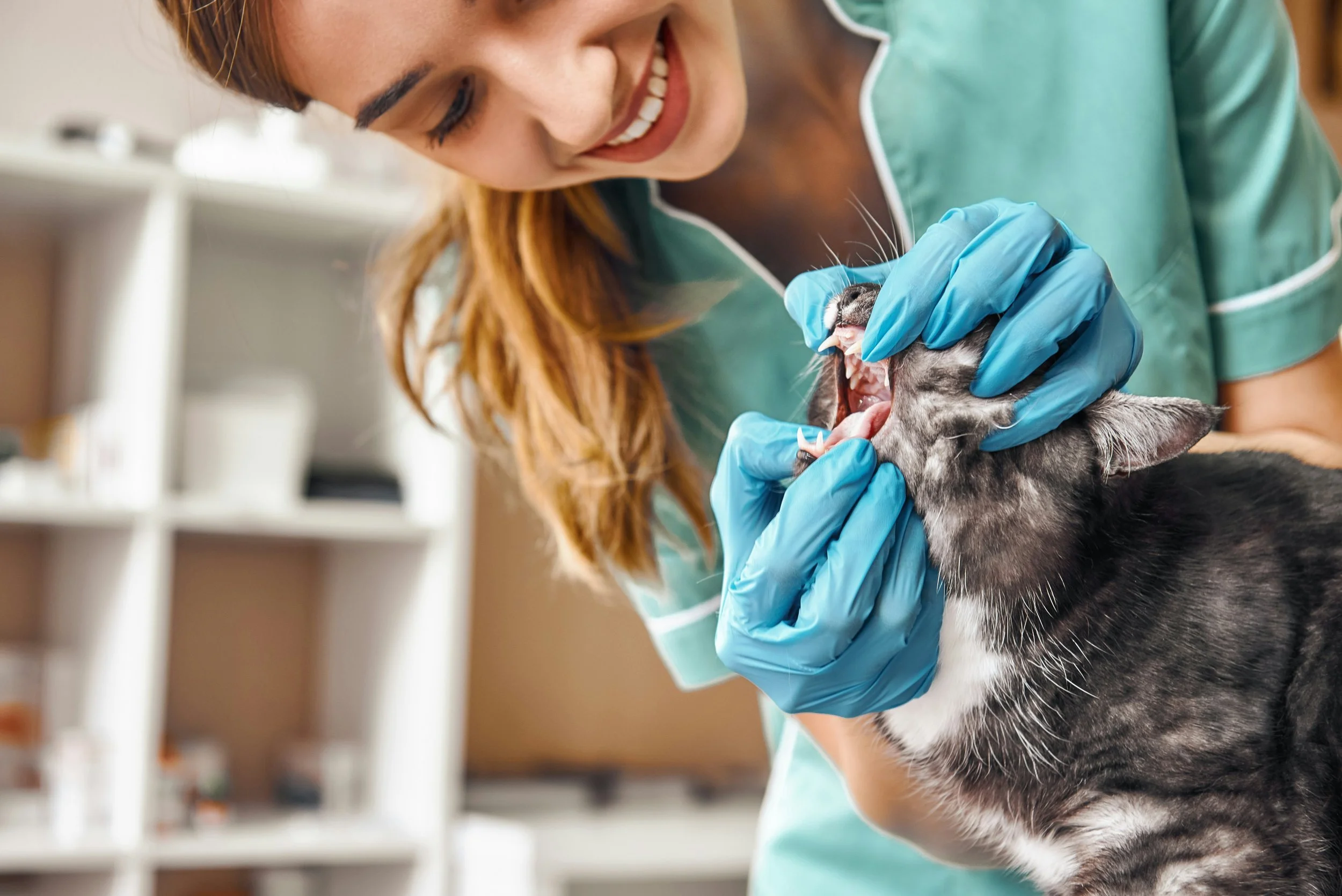 Veterinarian with long red hair and wearing blue gloves examining a black and white dog at a veterinary clinic.