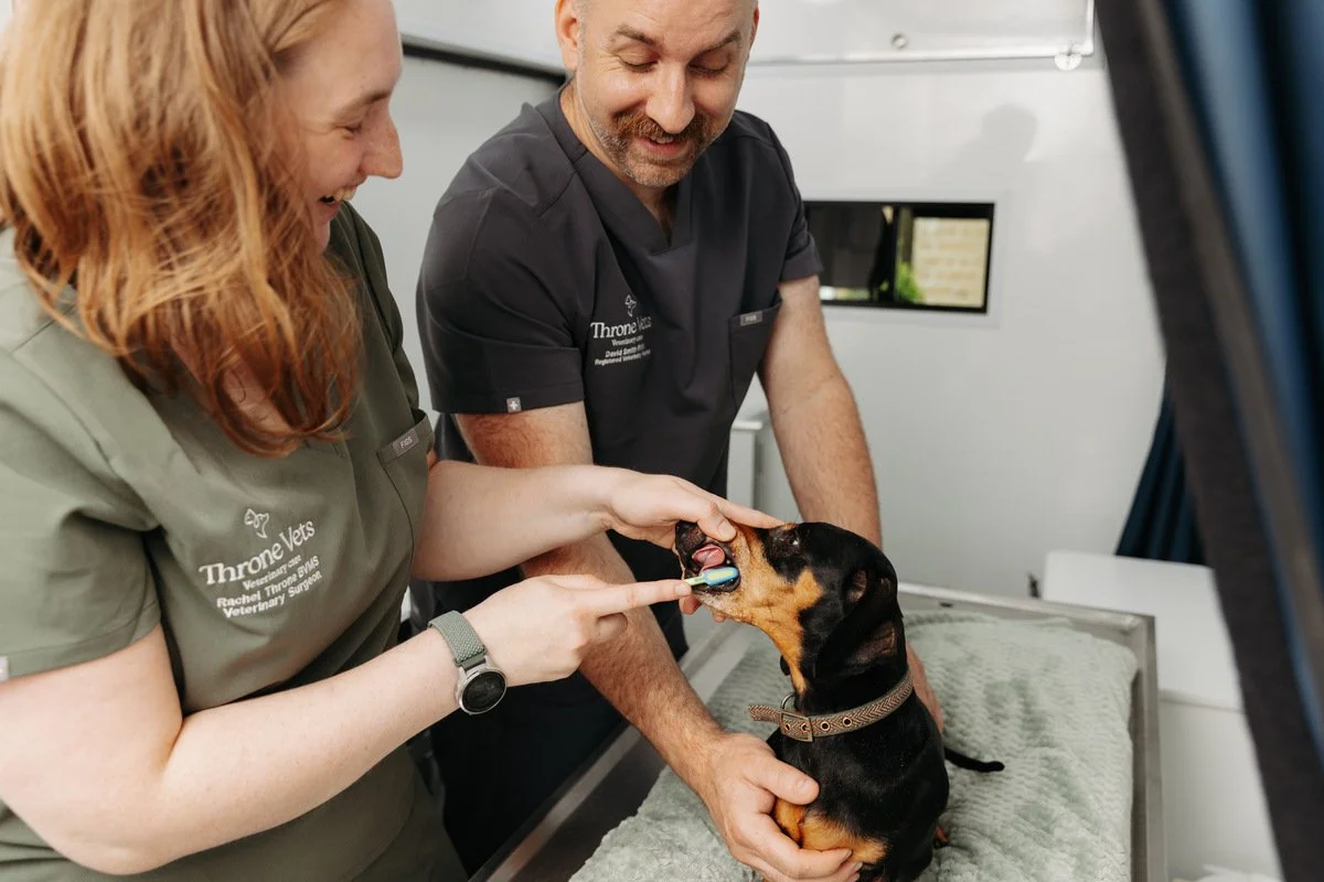 Rachel and David from Throne Vets are examining a small black and tan dog on a veterinary table. The woman is holding a toothbrush in the dog's mouth, and the man is supporting the dog with his hand.