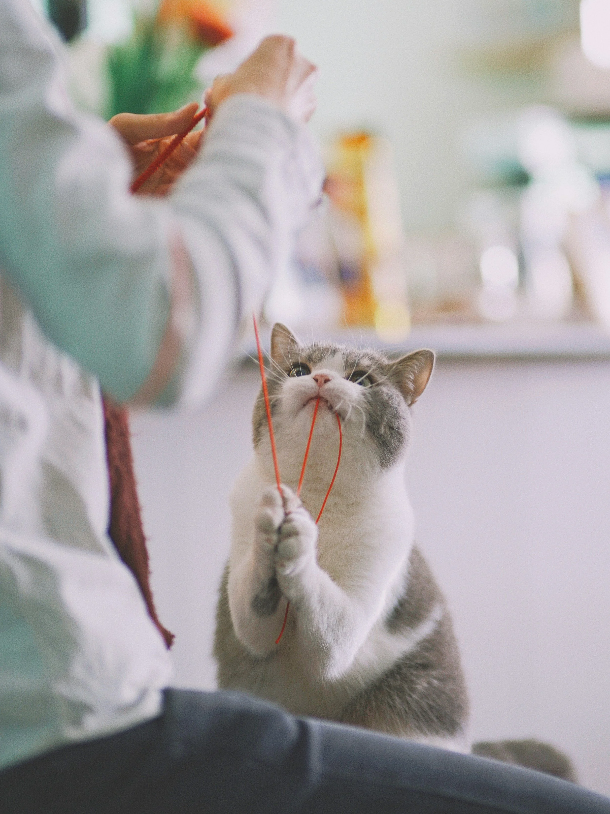 A person is holding knitting needles and working on a knitting project. A cat with gray and white fur is looking up at the person, possibly playing with the yarn being used for knitting.