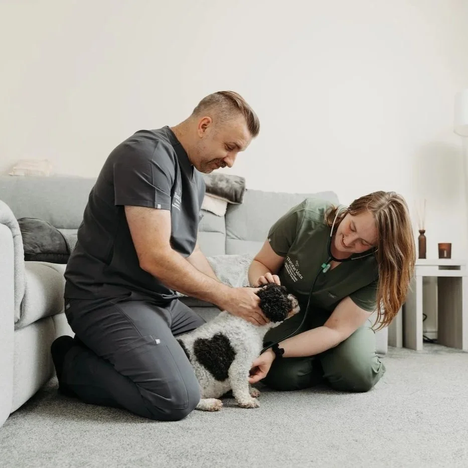 A veterinarian and a vet nurse for Throne Vets examine a small black and white puppy together in a living room.