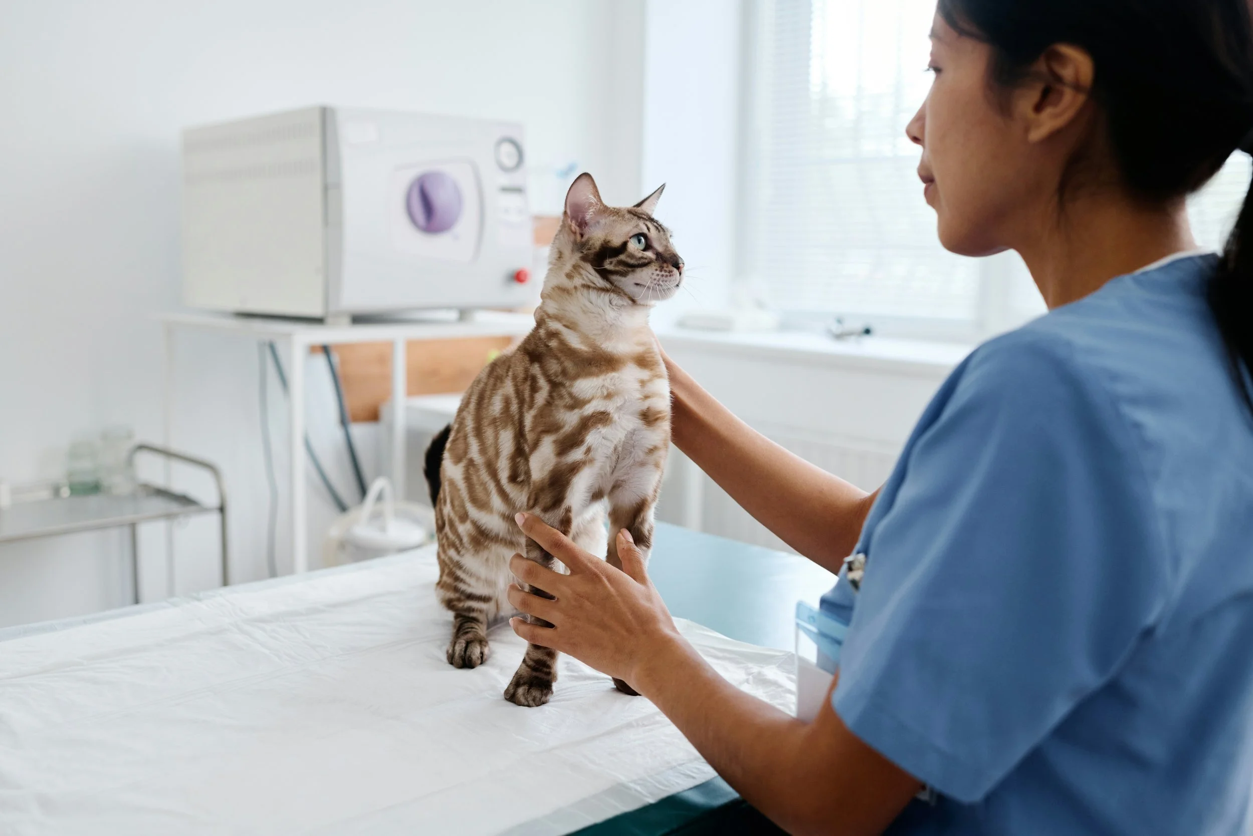 A veterinarian in scrubs holding a Bengal cat on an examination table in a veterinary clinic.
