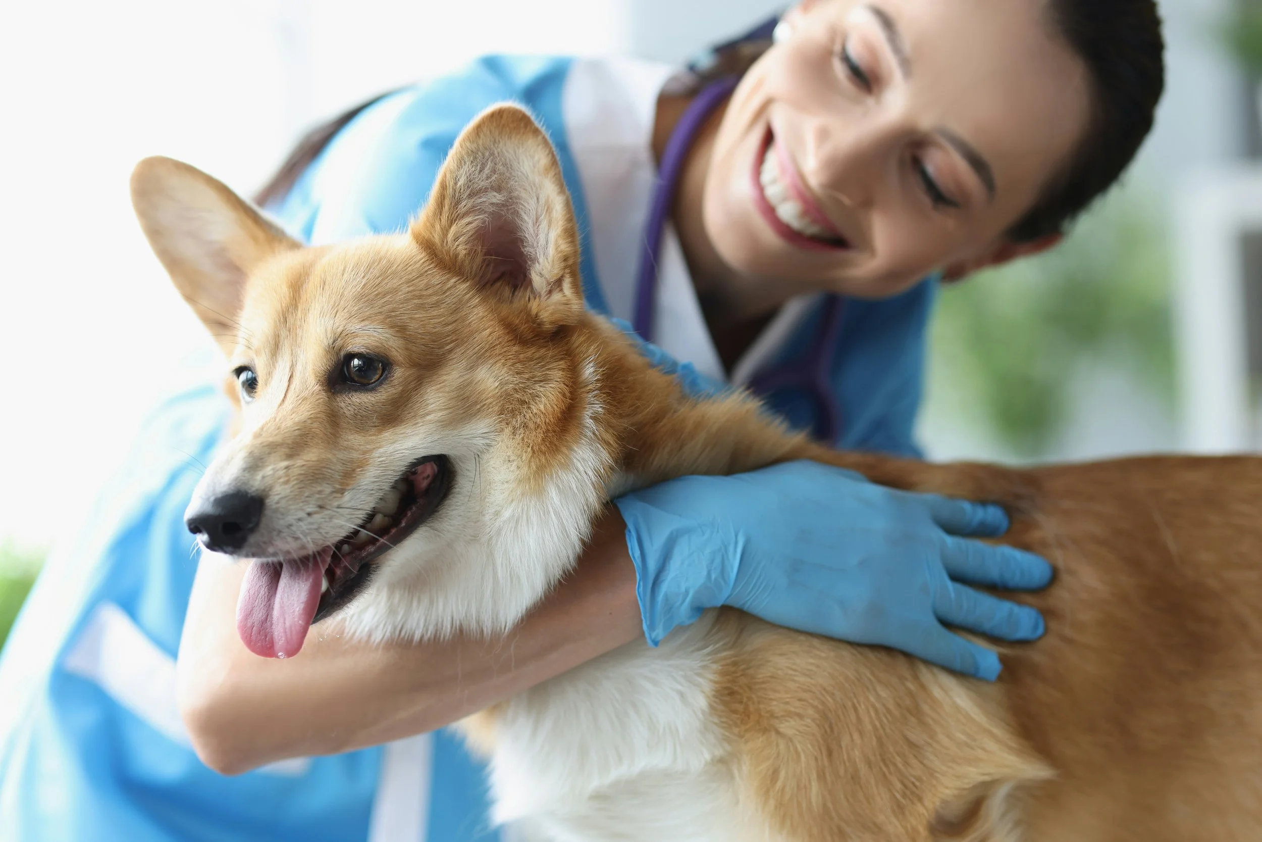 A veterinarian in blue scrubs and gloves examining a happy, playful dog with a tan and white coat.
