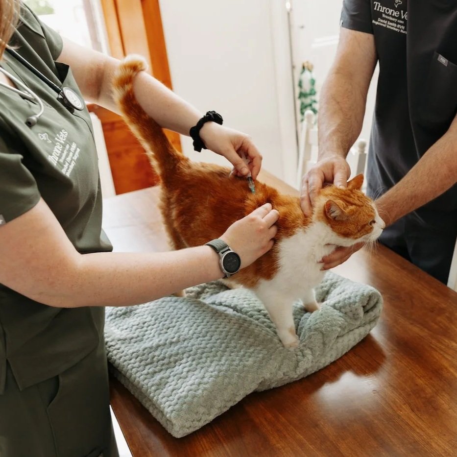 A Vet and assistant from Throne Vets examine a ginger and white cat on an examination table.