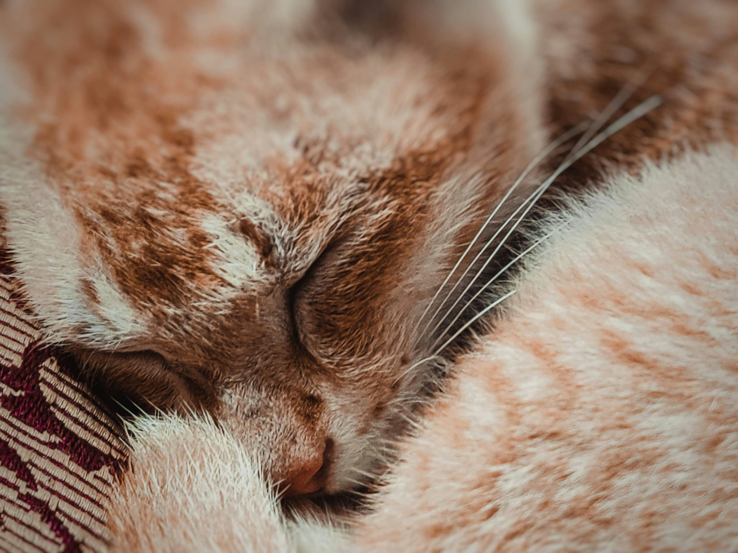 Close-up of a cat's nose, mouth, and whiskers, with fur in shades of orange, white, and black.