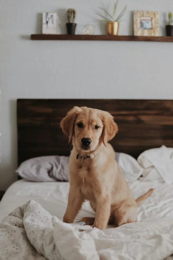A young golden retriever puppy sitting on a rumpled white bed in a bedroom, with a wooden headboard and a floating shelf with decor items in the background.