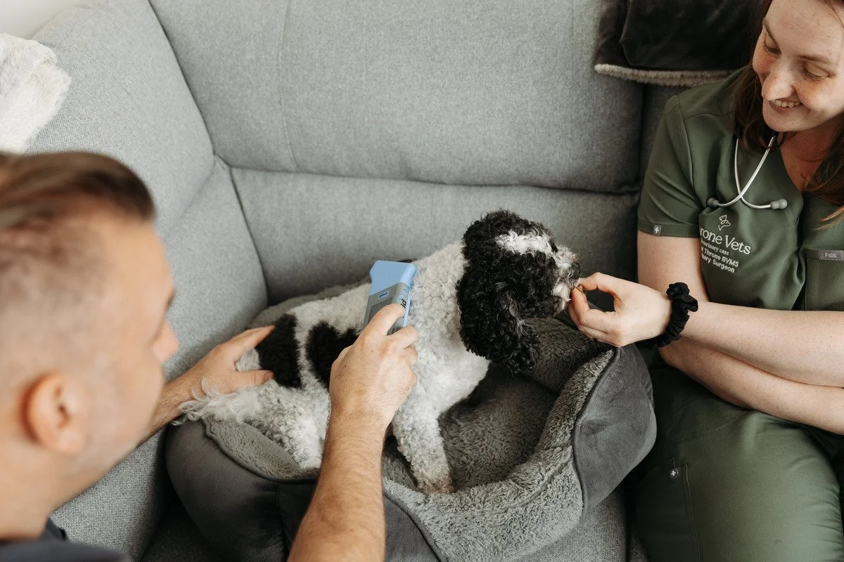 A veterinarian from Throne Vets scan for a microchip on a black and white Poodle mix dog. The veterinarian is smiling and has a stethoscope around her neck.
