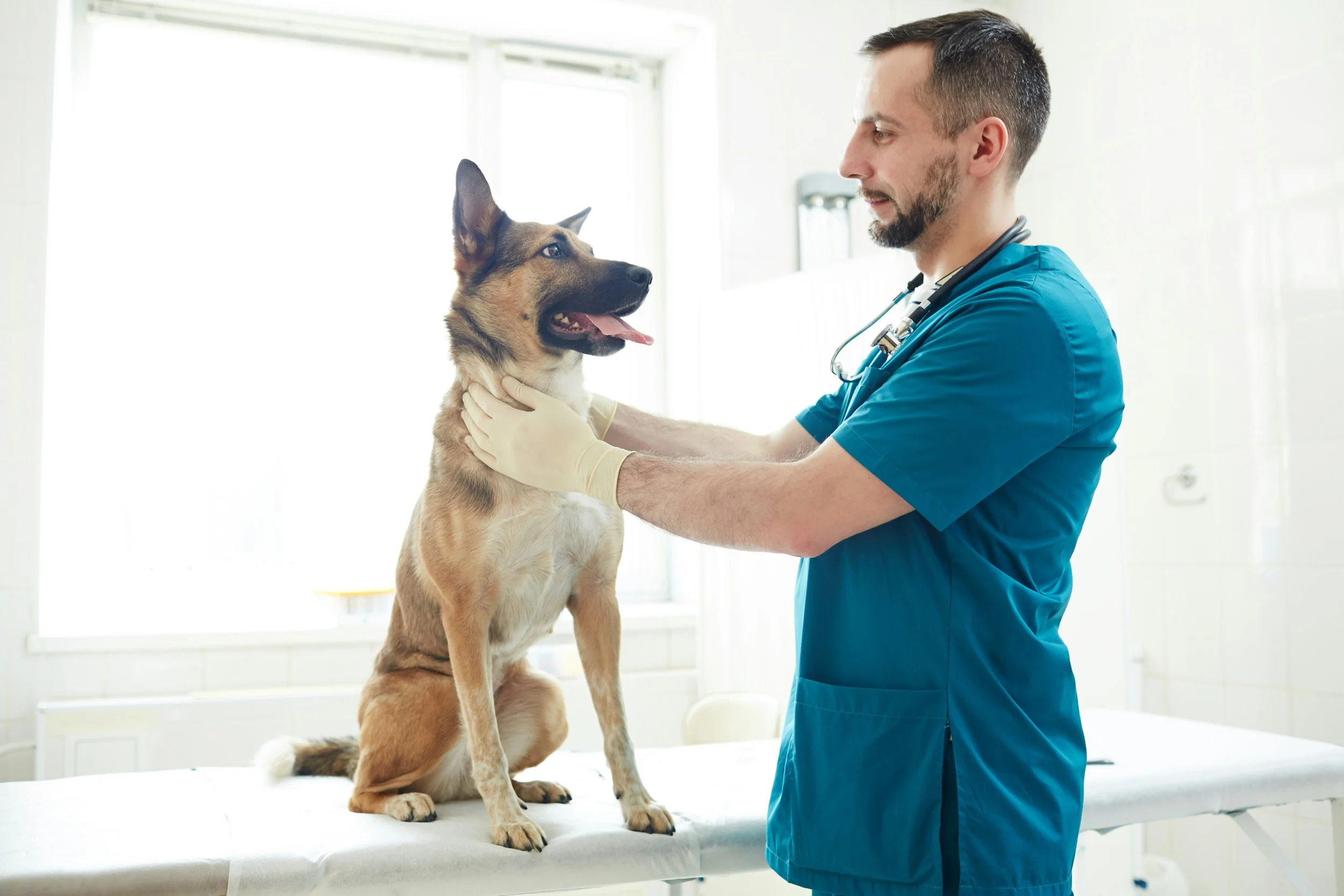 Veterinarian examining a dog on an examination table in a veterinary clinic.