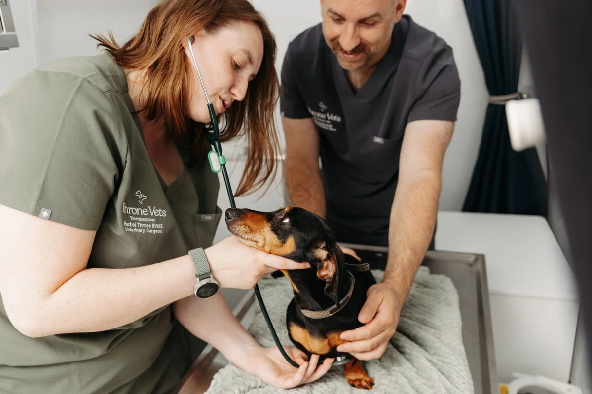 Veterinary professionals from Throne vets examining a small black and tan dachshund in a mobile veterinary clinic vehicle.