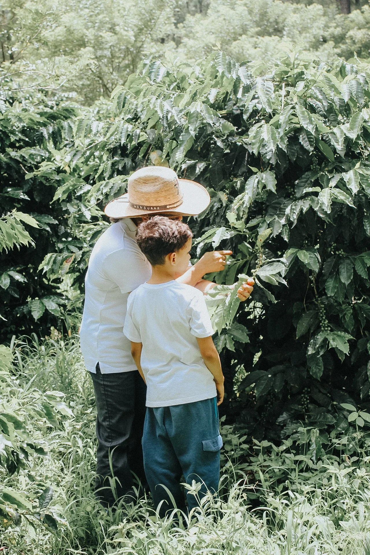 A woman and a young boy picking coffee cherries in a lush coffee plantation in Honduras.