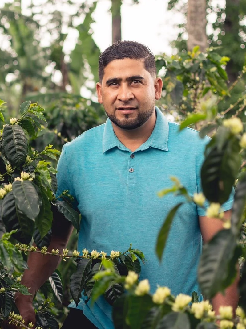 A man with dark hair and a beard wearing a turquoise polo shirt stands in a lush, green coffee plant field with flowering coffee plants around him.