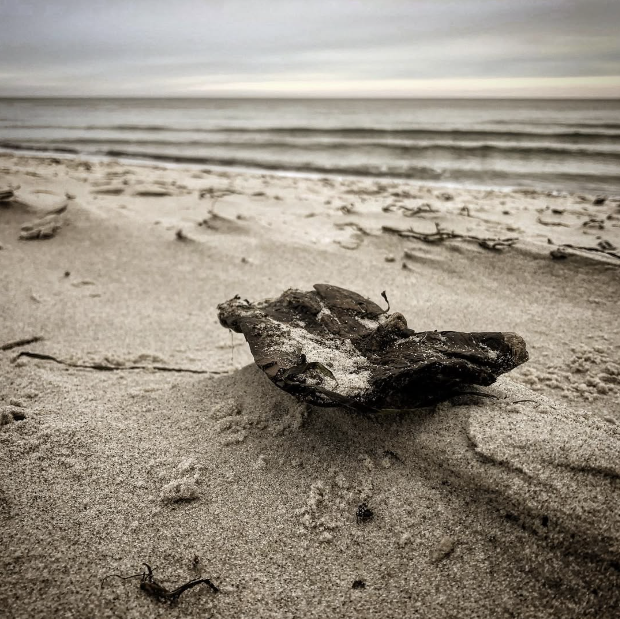 Treibholz am Strand.