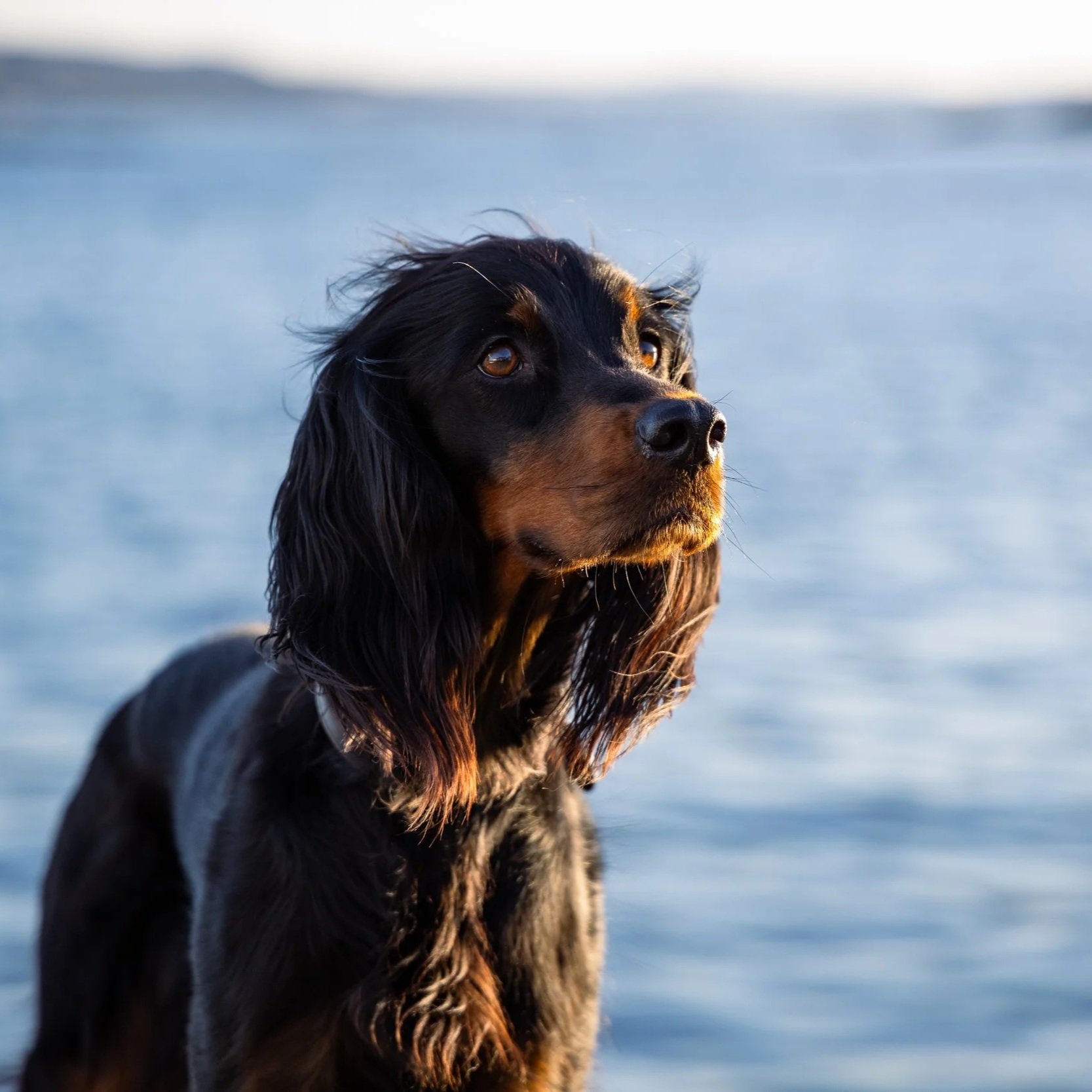 Vega, Hexram Travel’s Gordon Setter adventure companion