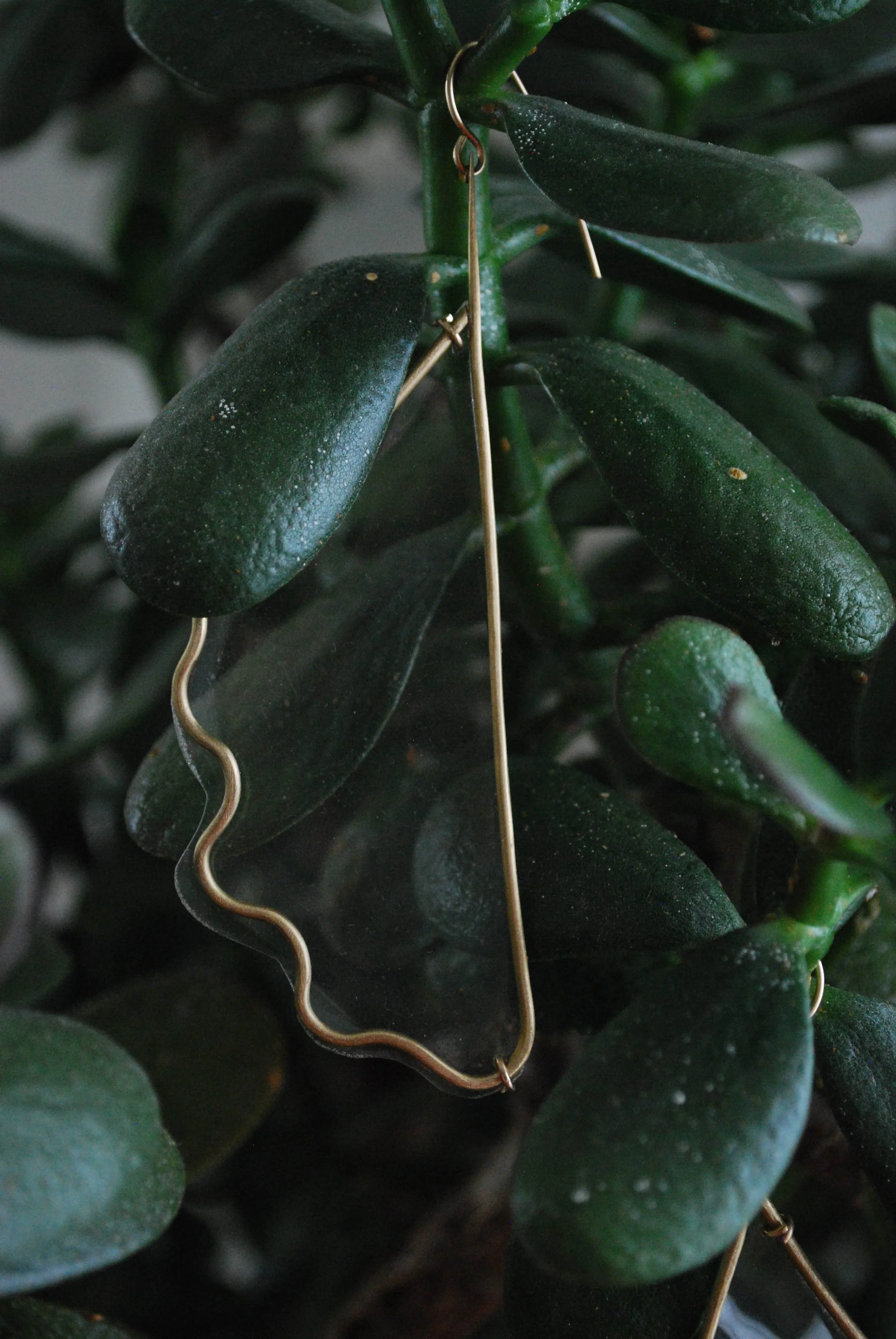 Close-up of a jade plant with dark green, oval leaves, with brass wire and plastic earrings draped over some of the leaves.