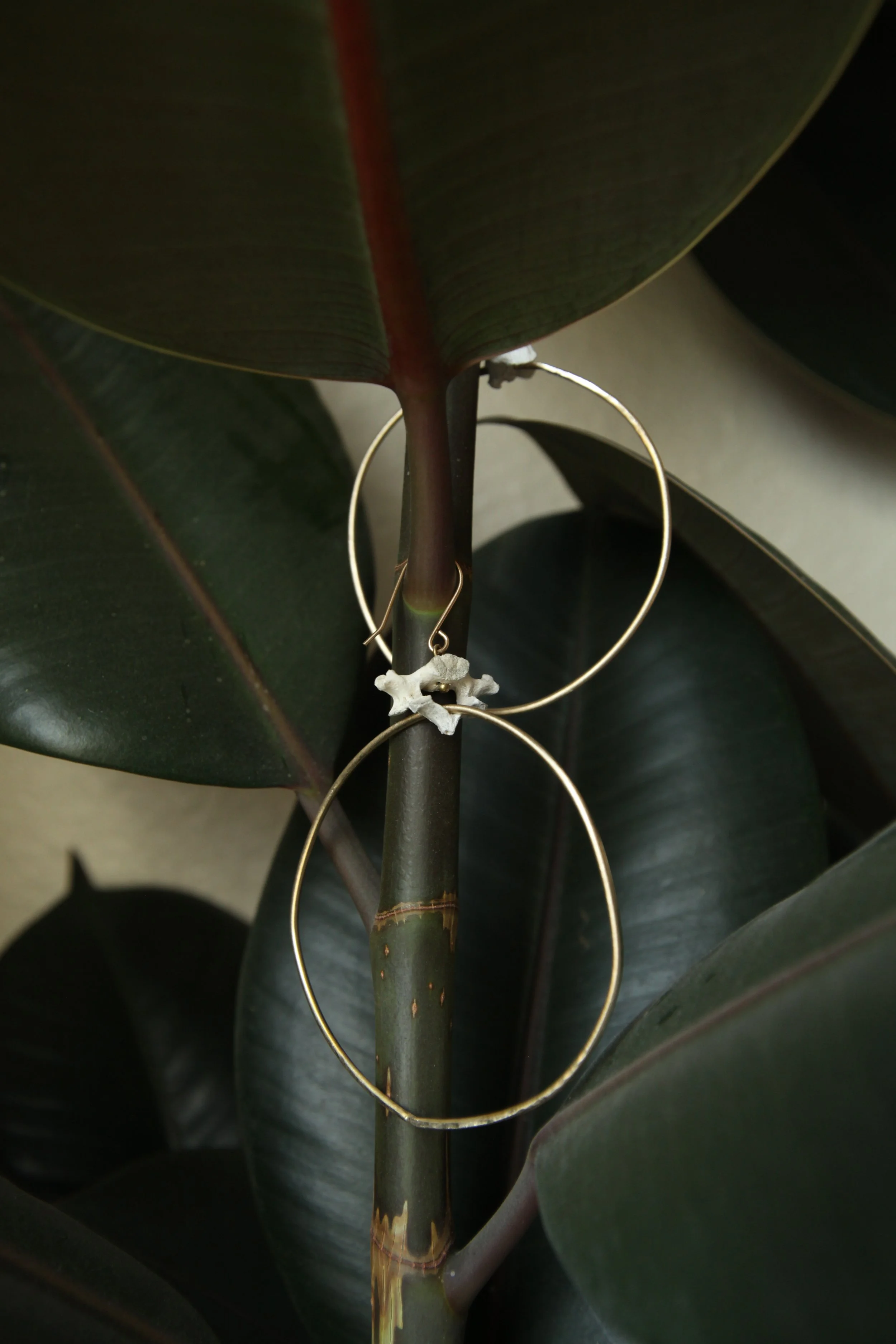Brass hoop earrings hanging on a plant stem among large green leaves.