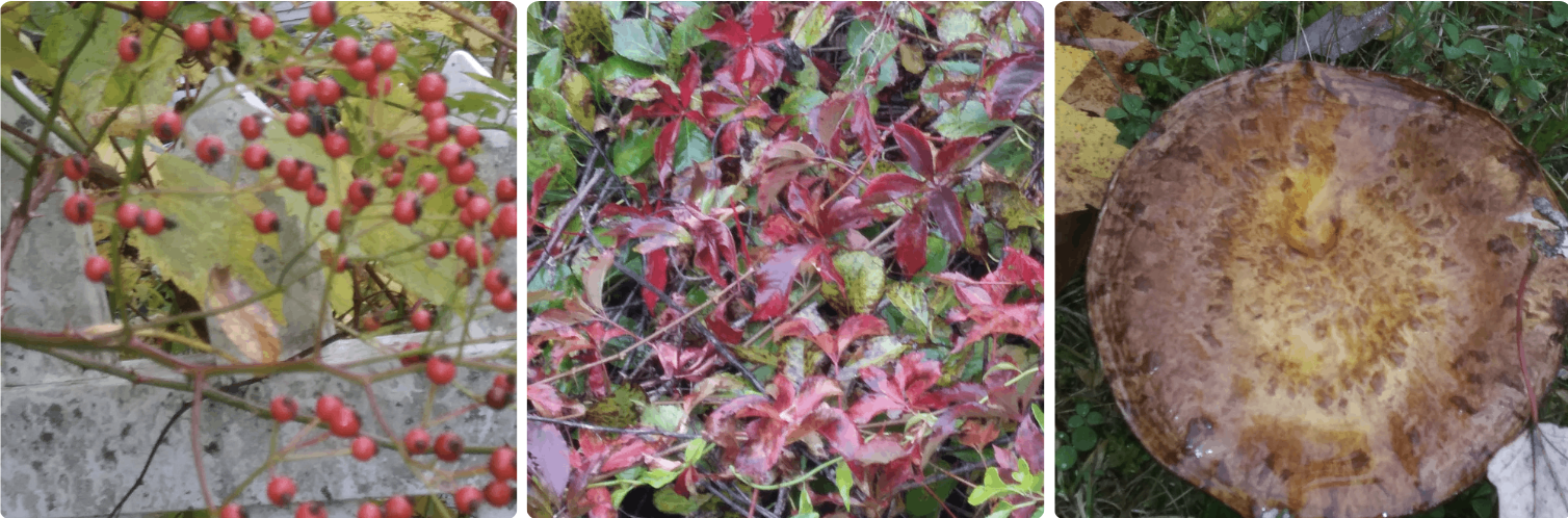 Images above, left to right: Rosehips thorn bush; Virginia creeper vine; King Bolete wild mushroom.