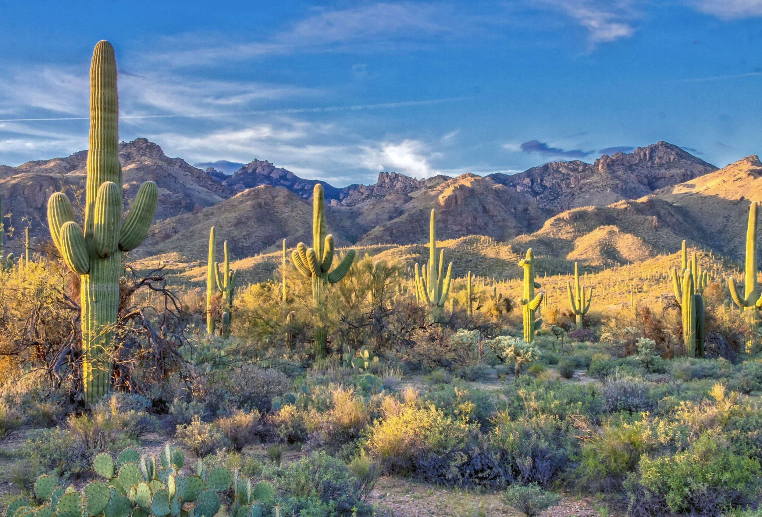 A desert landscape with tall saguaro cacti, mountains in the background, and a partly cloudy sky.