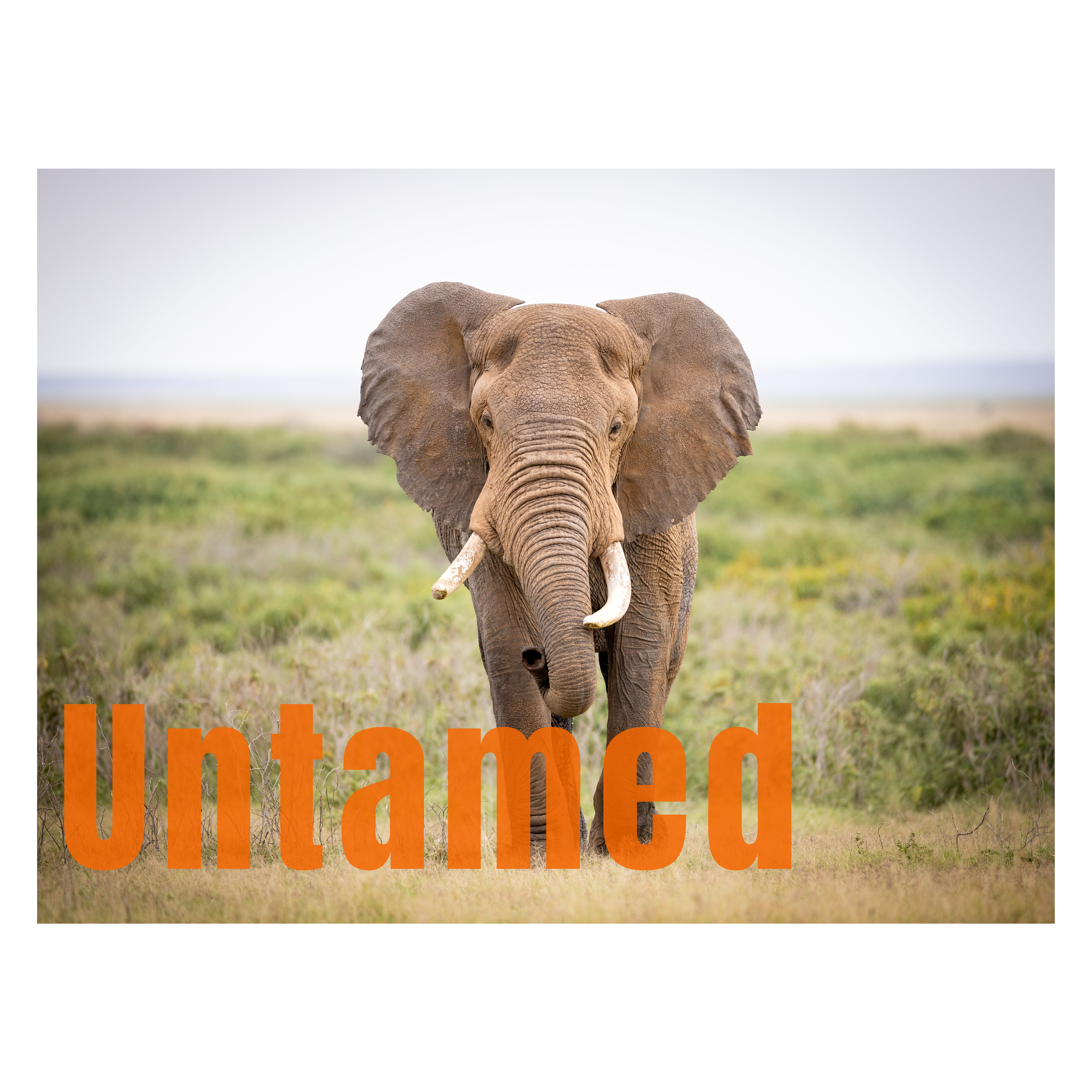 Untamed