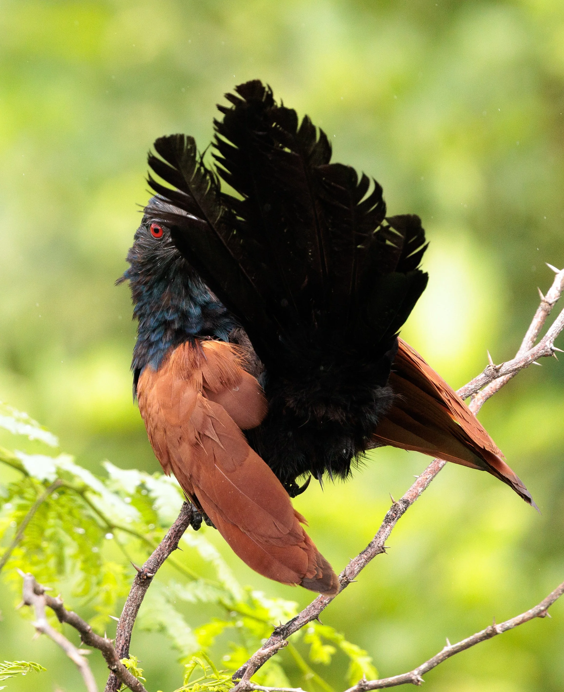 greater coucal-6.jpg