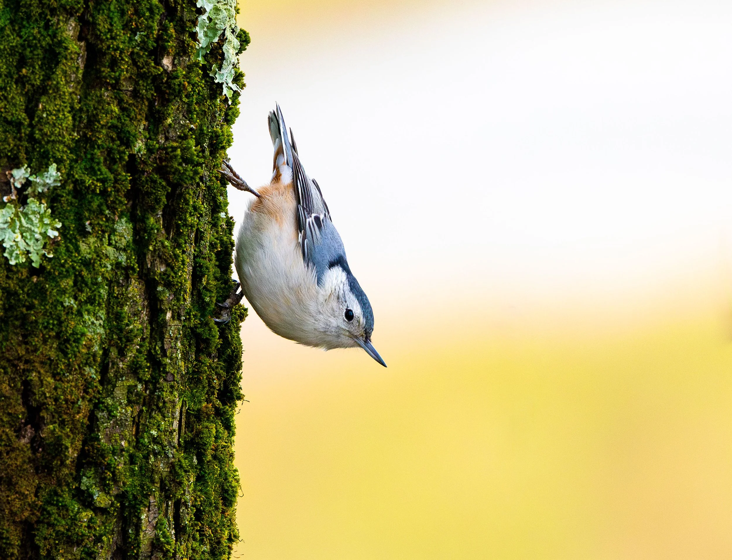 nuthatch.jpg
