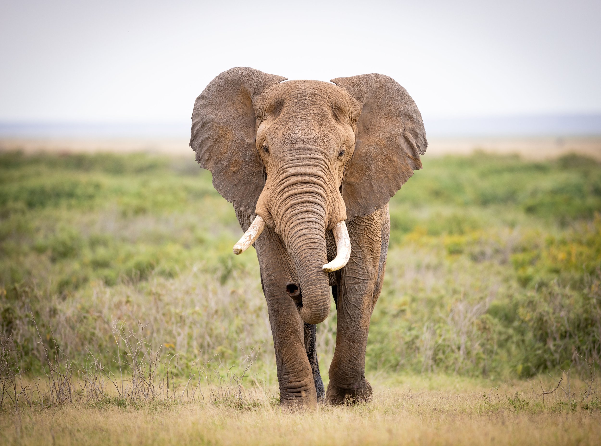Afrcian Elephant_compressed.jpg