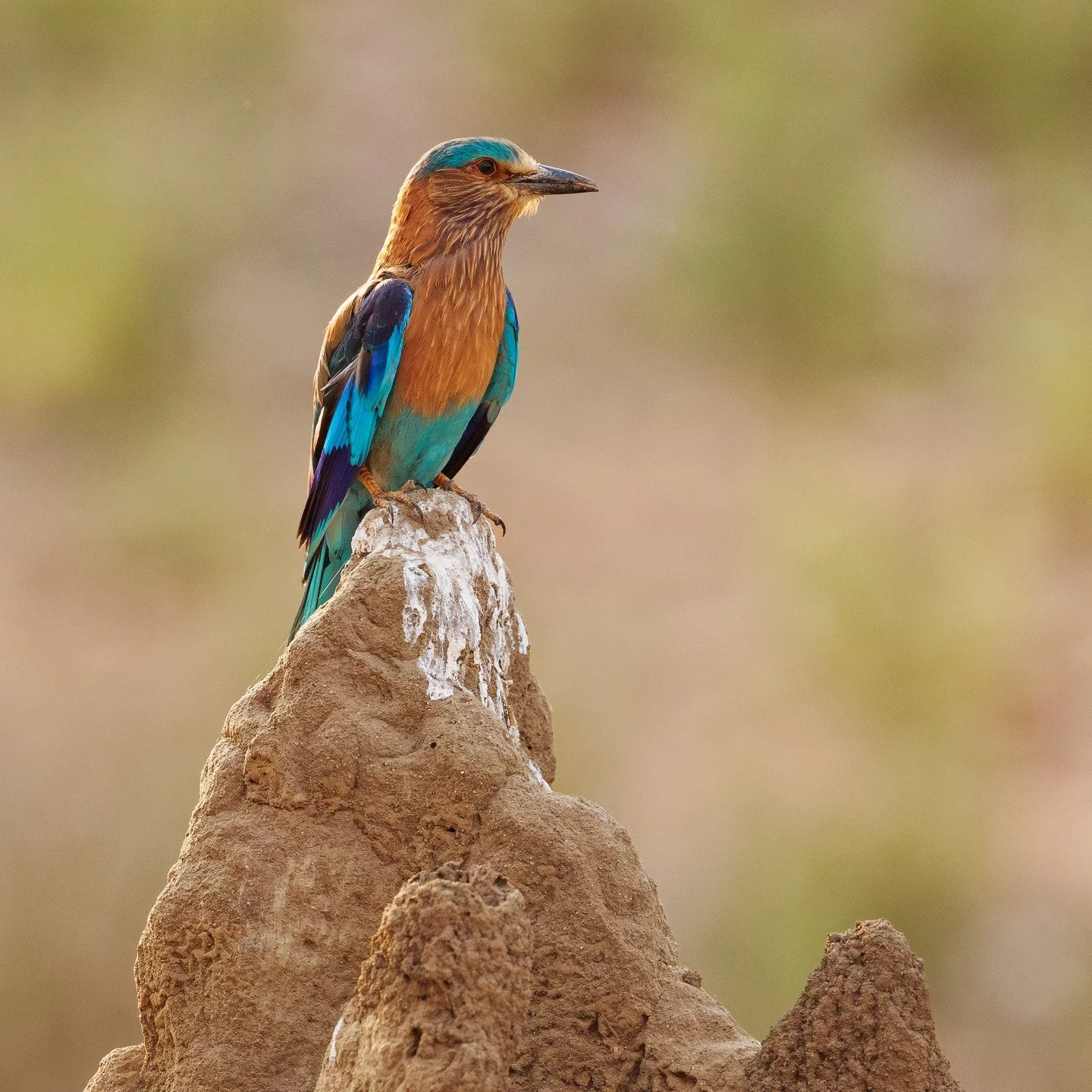 That's my spot! Not even a little bit scared, and so close we could almost touch him. #kanhabirds #kanhatigerreserve #kanhasafari #canonusa #bird_photography #bird_photographers_of_india #birdsofindia