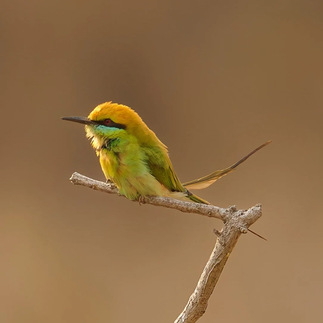 Green Bee-eater. One of many smaller birds I found in Kanha. #wildplanet #planet_birds #CanonUSA #bee_eater_bird #birdsofindia #birdsofafeather