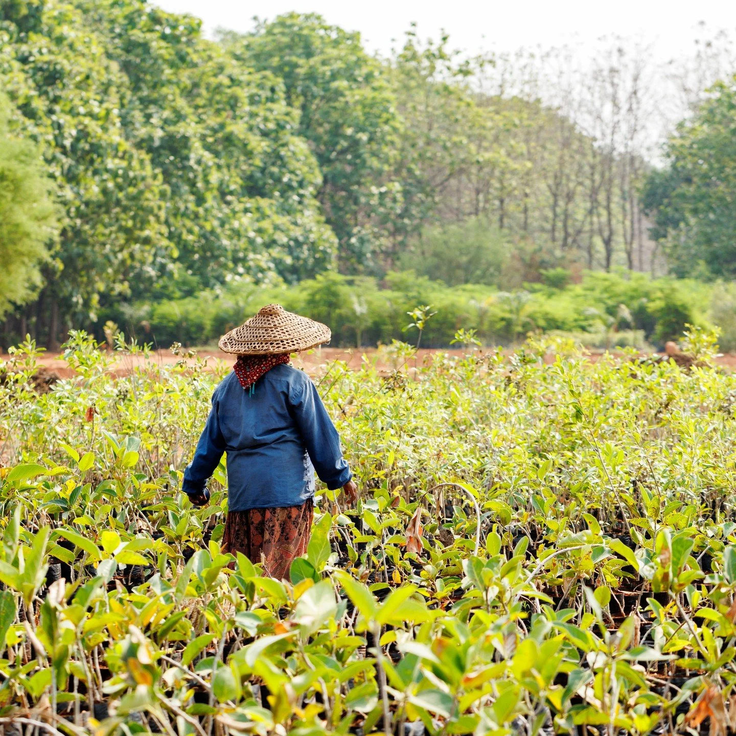 These are my photos from my recent trip to Tellapur Nursery here in Hyderabad. It is amazing how much beauty you can find just a step away from the city. Thank you to @karen_dawn_rooney for finding this spot and organizing the walk. #hyderabad #terra