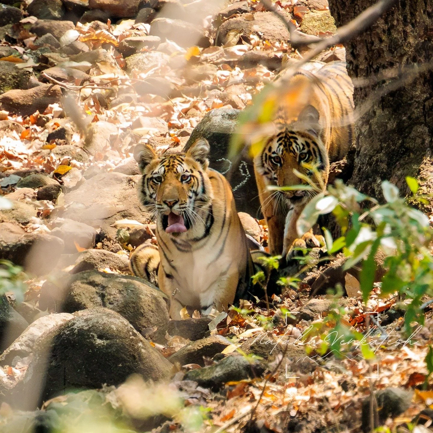 T141 - Amahi and cubs. When I took this image, it was a gift from the forest. Little did I know it would be a one-in-a-lifetime opportunity to photograph this family. As of today, the entire family has been wiped out by what looks like CDV (Distemper