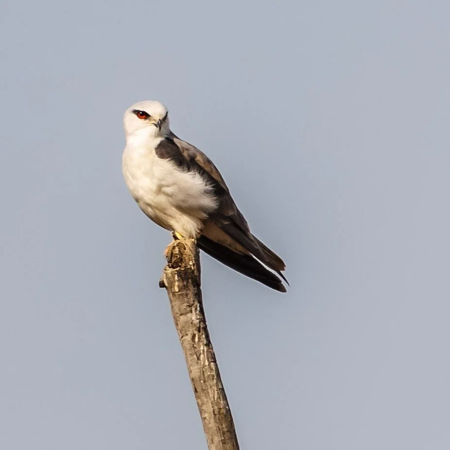 The Black-winged Kite is a striking bird with red accents in its eyes. I spotted one near Kanha Tiger Reserve, but this bird can be found in various regions of Asia and Africa. It often perches on poles, keeping a watchful eye on grasslands for any r