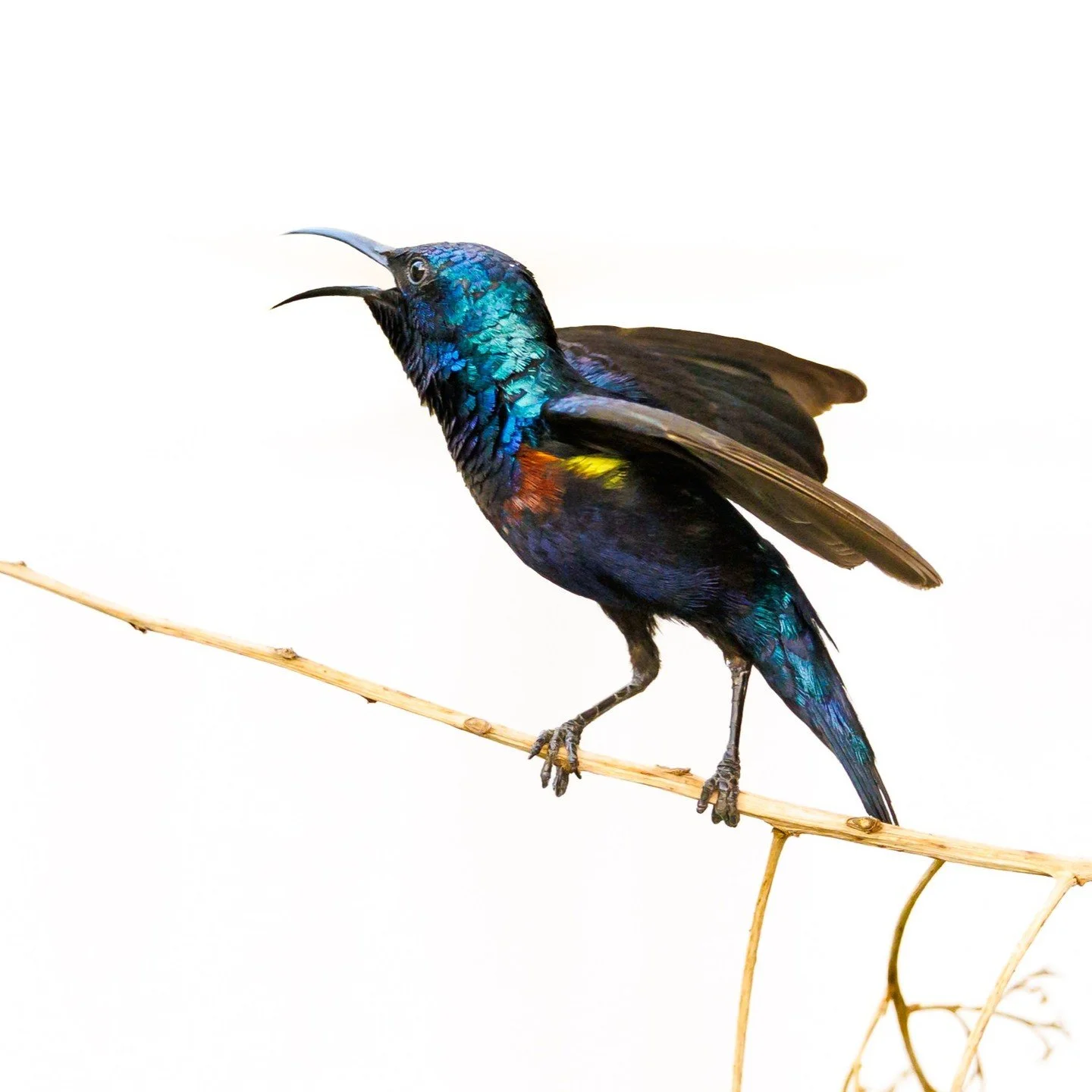 Sunbirds may be tiny, but they have personalities that fill the entire garden. Loud, feisty, and a little dramatic, this one spent the morning perched on a branch in my backyard, making sure everyone knew exactly whose tree it was. The nonstop chatte