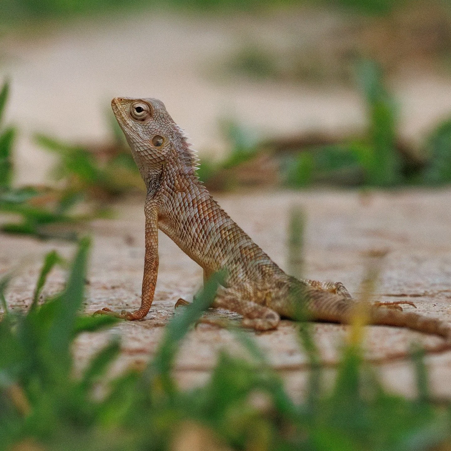 My new subject. He lived in our yard before we got here, and I am glad we can be neighbors. He is guaranteed many photo sessions and hopefully some reels. Now, should we find a good name for him? #garden_lizzard #orientalgardenlizard #wildlife_shots 