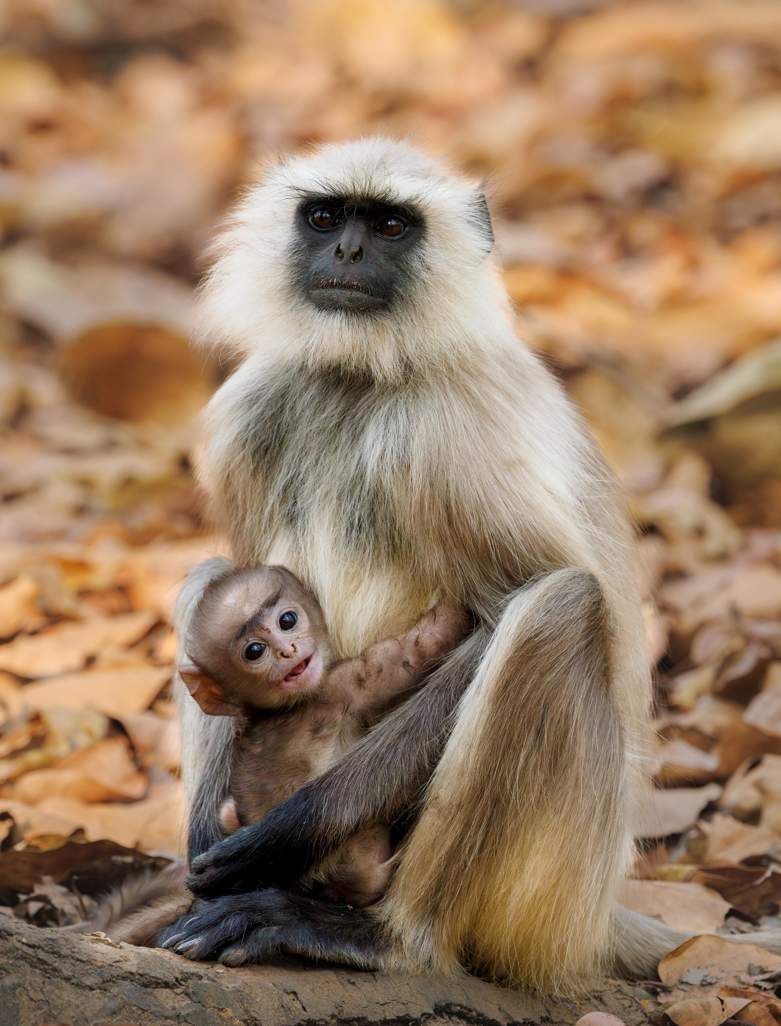 A mother&rsquo;s embrace is the safest place in the wild. From tiny hands to curious eyes, every adventure begins with mom. Happy Mother&rsquo;s Day to all the incredible mothers - human and wild. #wildlife_perfection #canonusa