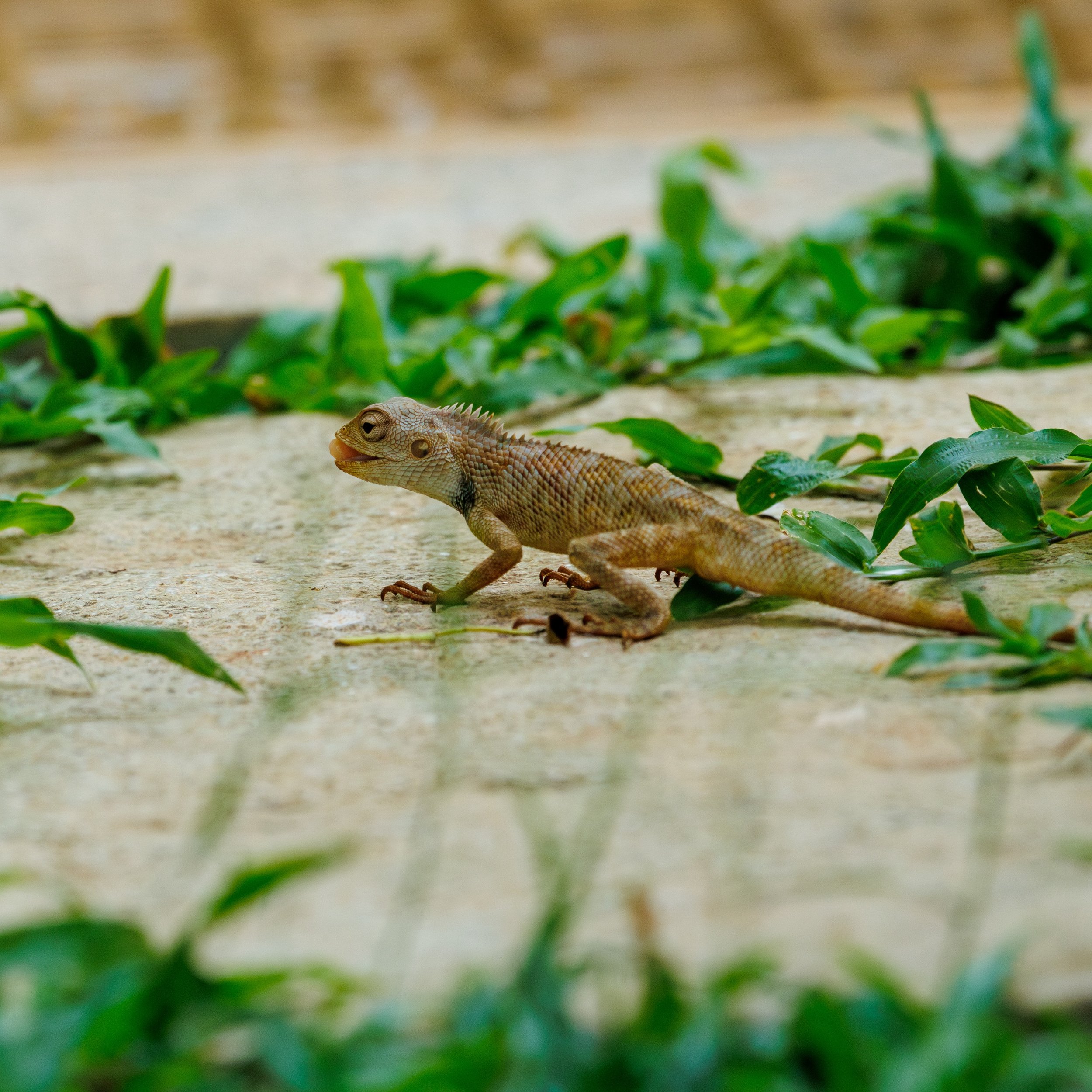 Spike (yep, he has been given a name) is a very patient hunter. But not this time. Bee 1, Spike 0. Scroll to see him in the air. #orientalgardenlizard #wildlife_photography #wildlife_photographer #natgeowildlife #wildlife_in_backyard #terralez_focus