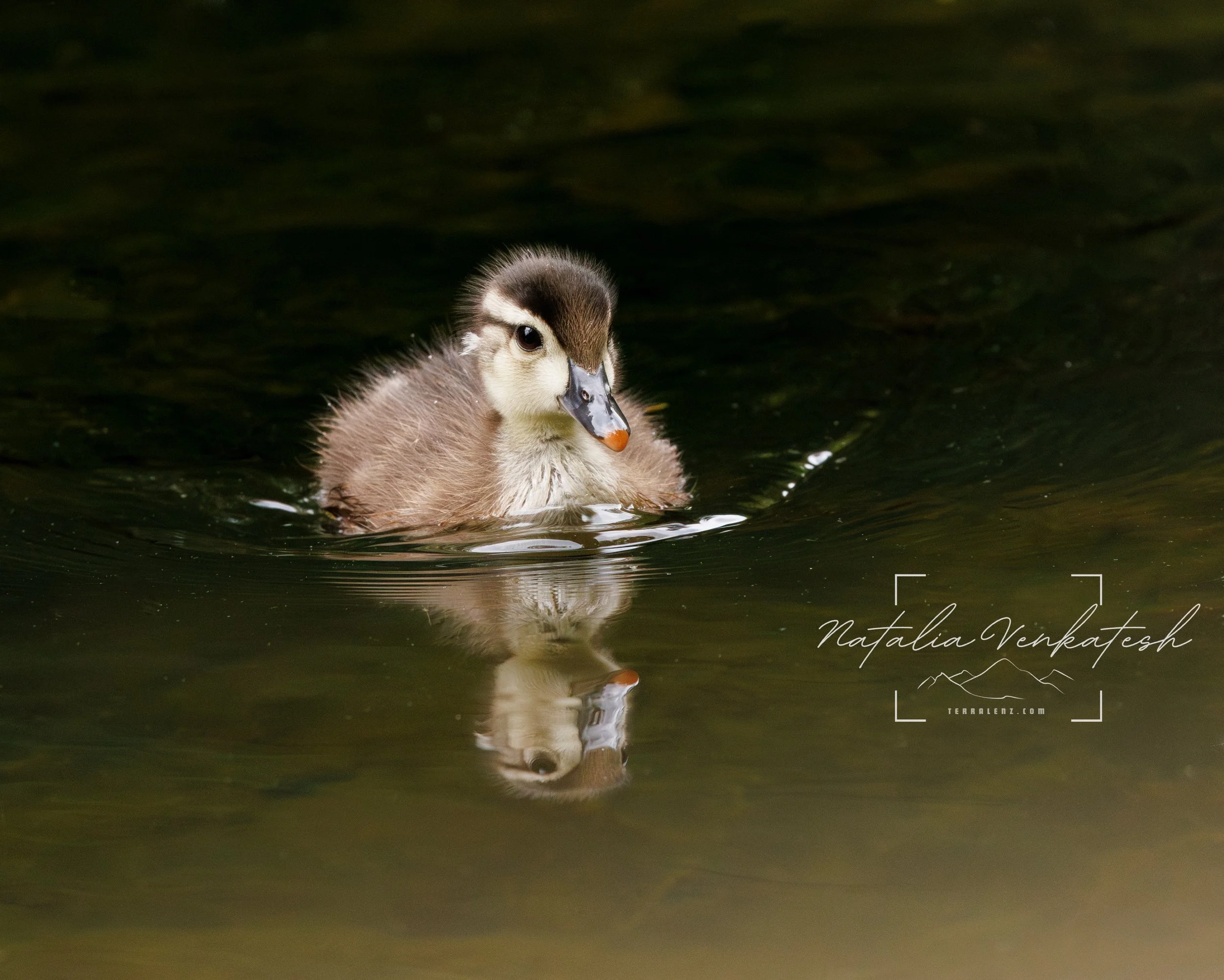 My trip back home could not come at a better time. All babies were out and about, being busy growing up, learning how to run, swim, and dive. #wood_ducks #wildlife_photography #natgeowildlife #nuts_about_birds #planet_birds #woodducks #terralenz_focu