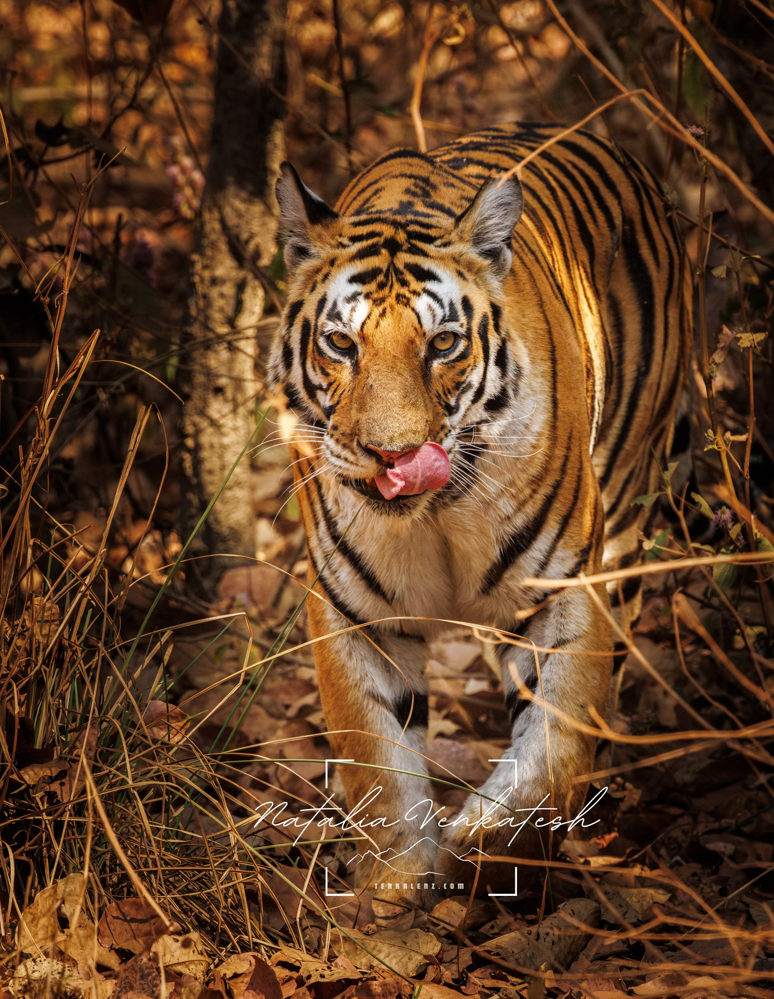 kanha all-11.jpg