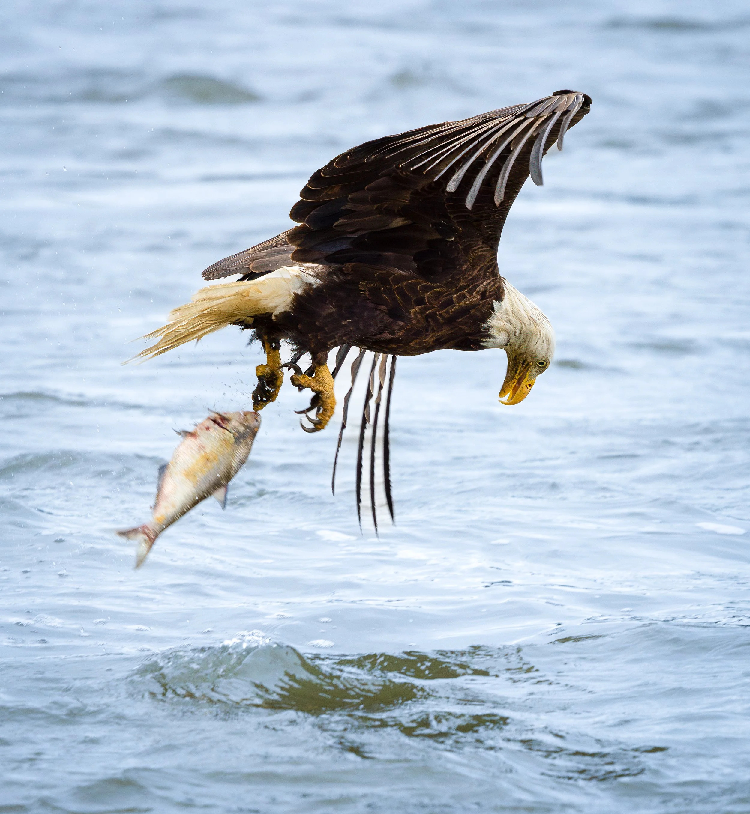 eagles snack-4.jpg