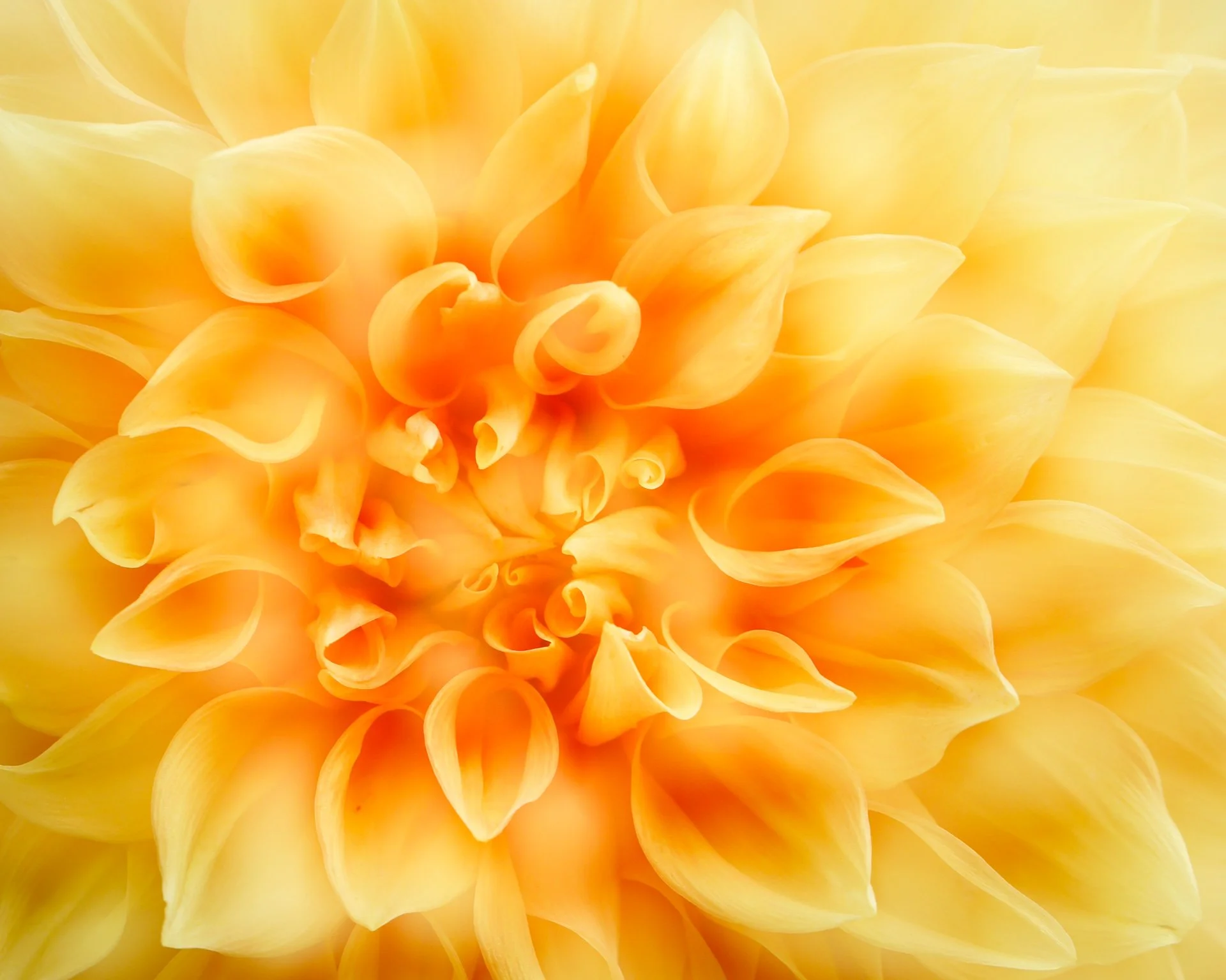 Yellow Queen.jpg