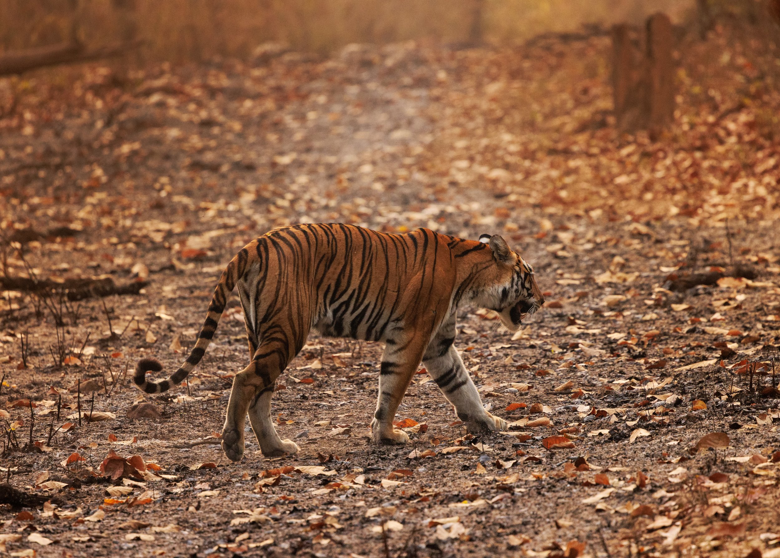 kanha V-7.jpg