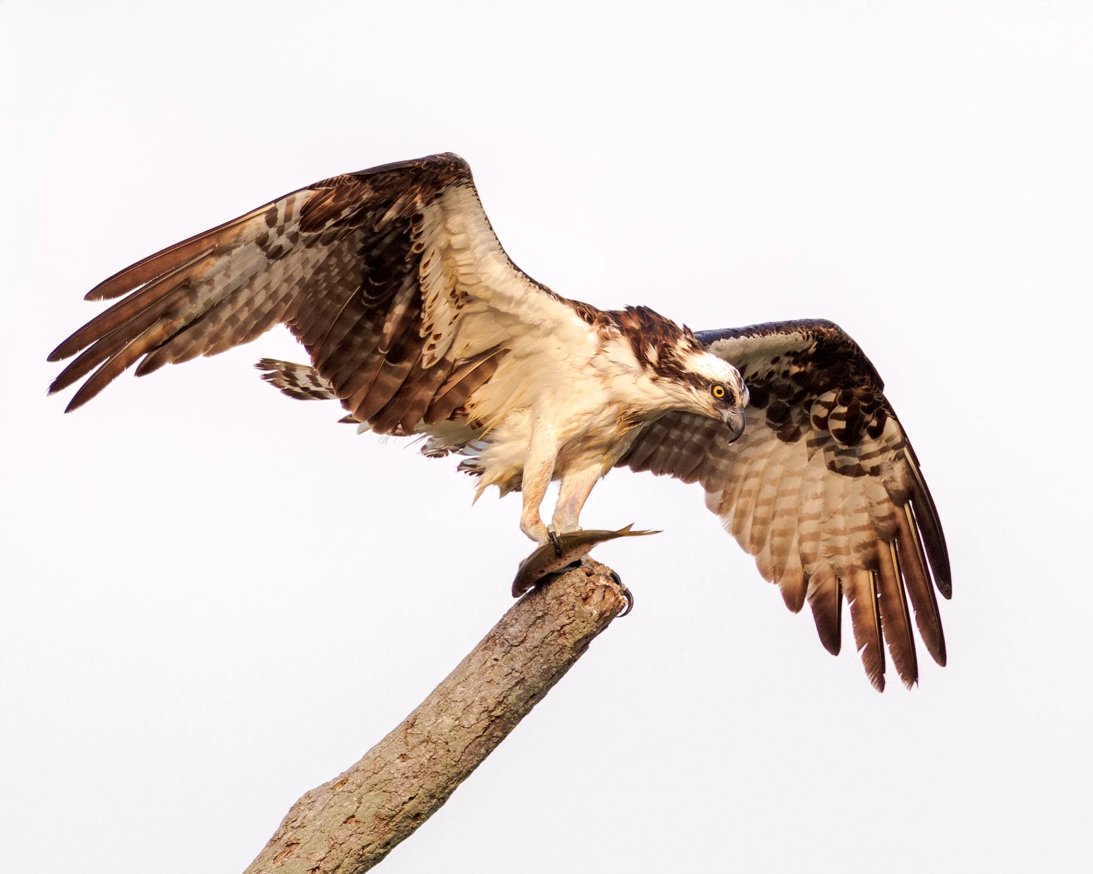 ospery-3.jpg