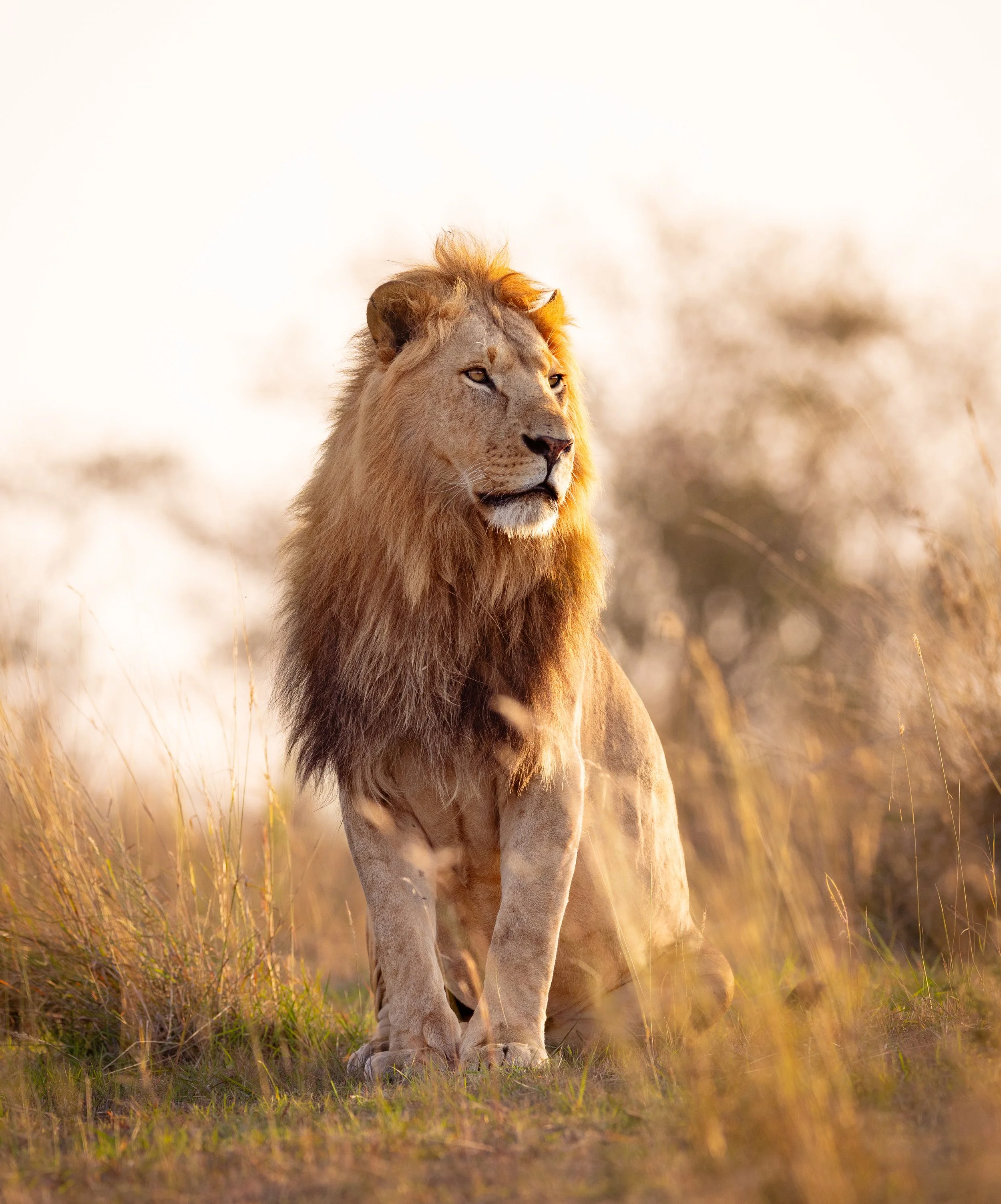 Lion.jpg