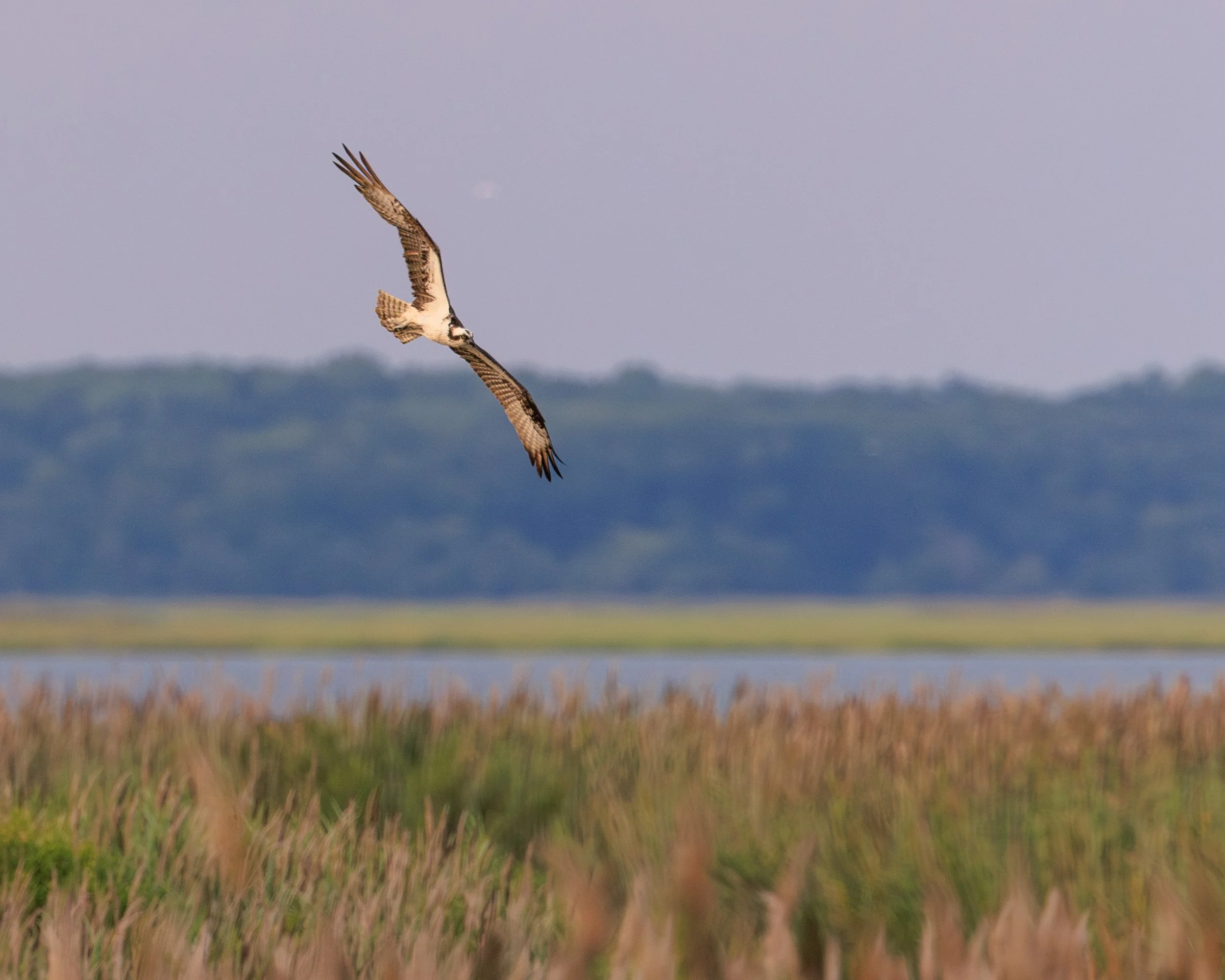 osprey_hunt.jpg