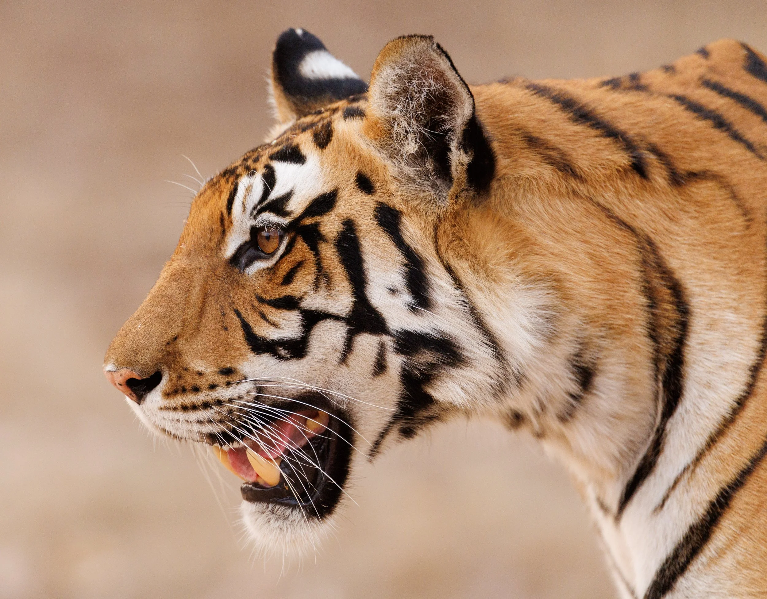 kanha all-46.jpg